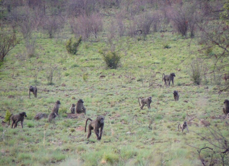 Picture 8 for Activity Pilanesberg National Park