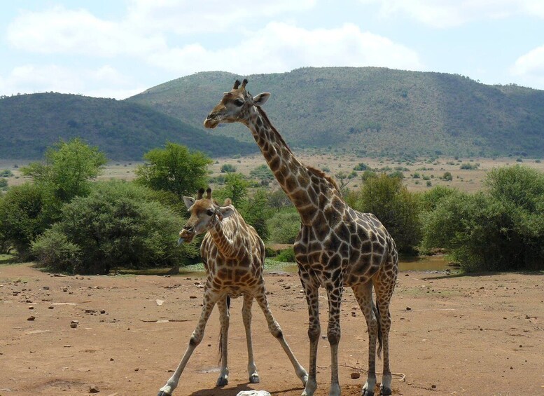 Picture 4 for Activity Pilanesberg National Park