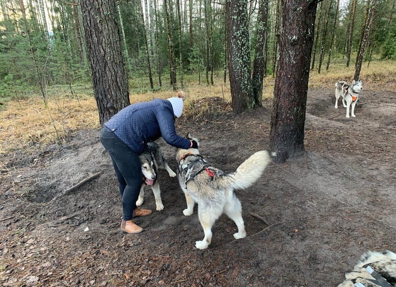 Picture 1 for Activity From Riga: Husky Sledding or Wheel Cart Tour