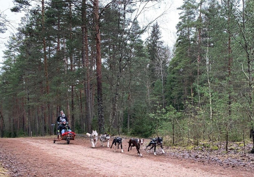 Picture 3 for Activity From Riga: Husky Sledding or Wheel Cart Tour