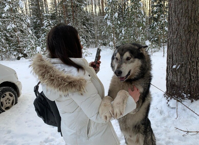 Picture 2 for Activity From Riga: Husky Sledding or Wheel Cart Tour