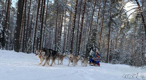 Desde Riga: recorrido en trineo Husky o Wheel Kart