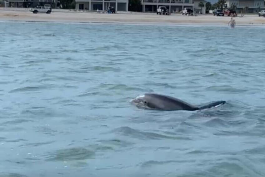 Historic St. Augustine Private boat tours, Dolphin tours, sunset tours