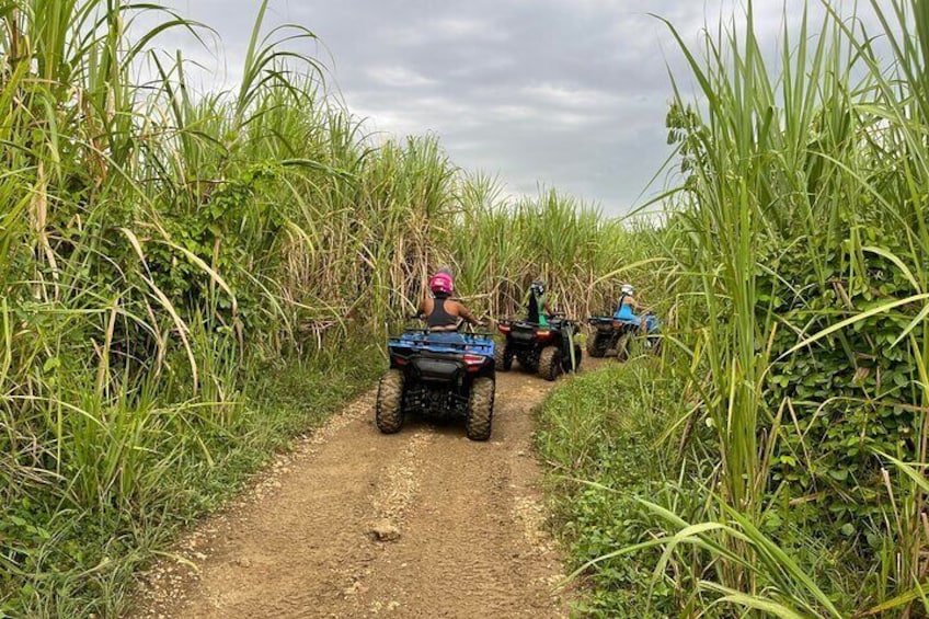 ATV Jungle Adventure