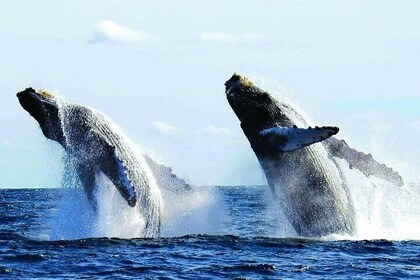 Luxury Whale Watching in Puerto Vallarta (Private Yacht/Group)