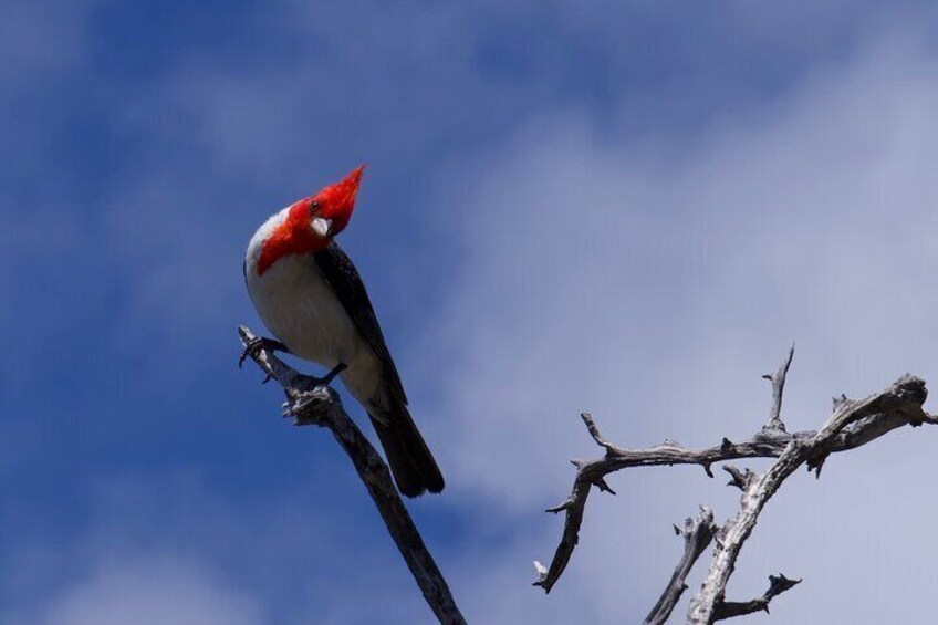 Oahu Private Tours Full Circle Island Customizable