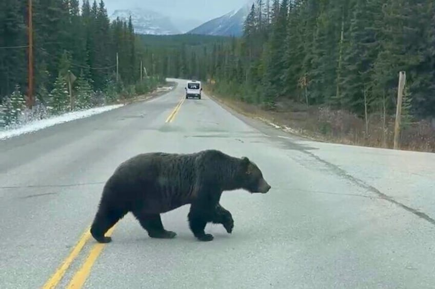 Explore Banff National Park with Our Premium Day Tour