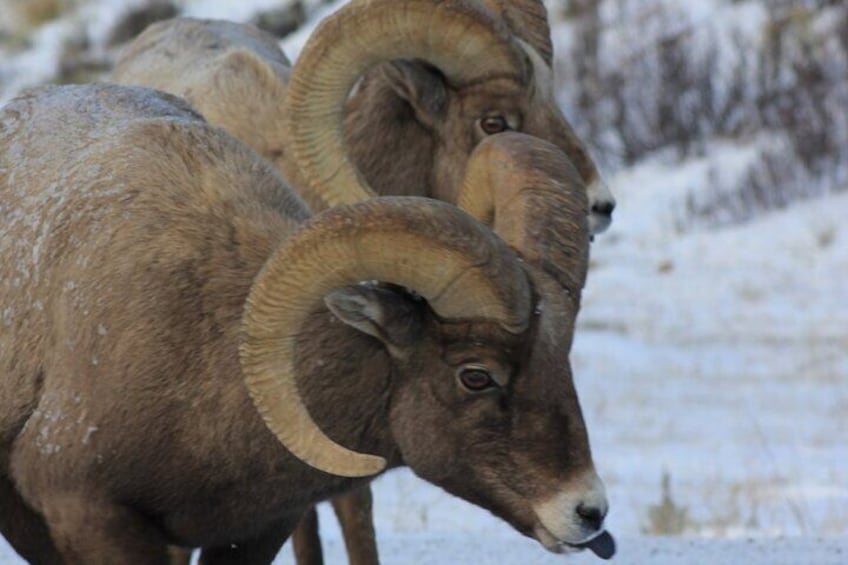 Half Day Private Winter Wildlife Tours in Jackson Hole