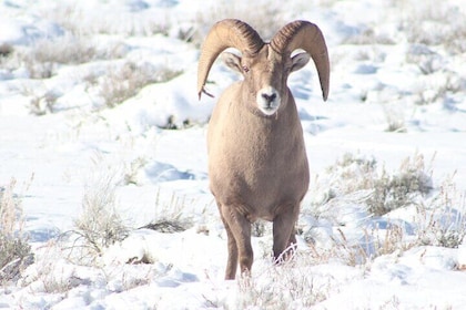 Half Day Private Winter Wildlife Tours in Jackson Hole