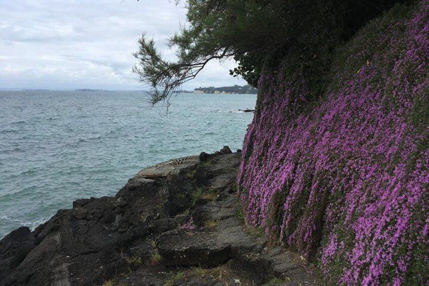 Takapuna lava walkway