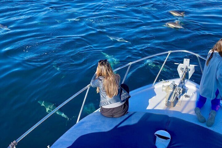 Dolphin Watching in Benalmadena