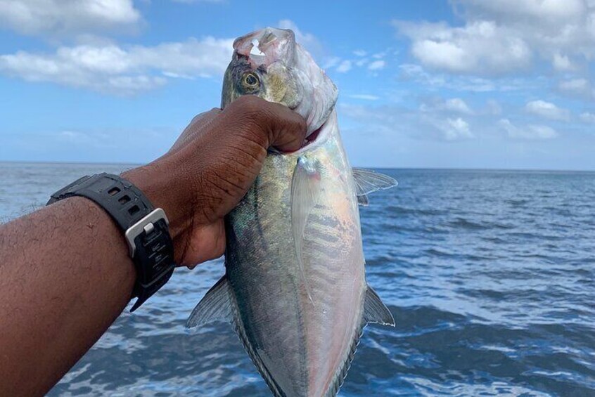 Light Tackle Fishing in St. Lucia 