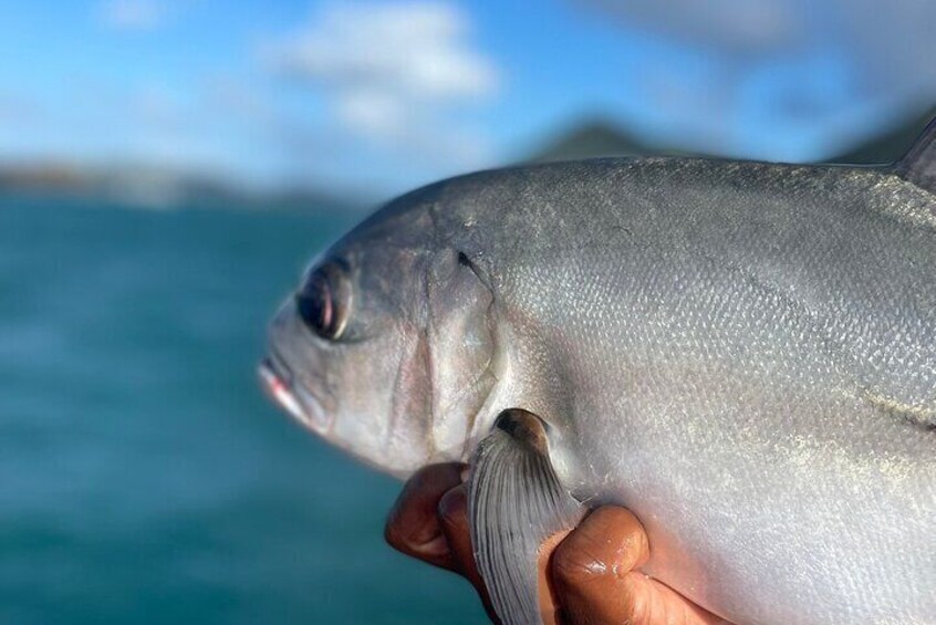 Light Tackle Fishing in St. Lucia