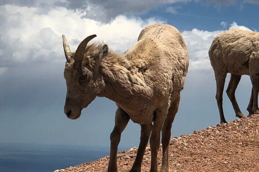 Scenic Tour of the Pikes Peak Highway (November thru April)