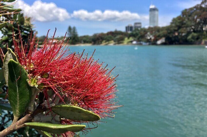 A pohutukawa tree in flower at Takapuna Coastal Walkway