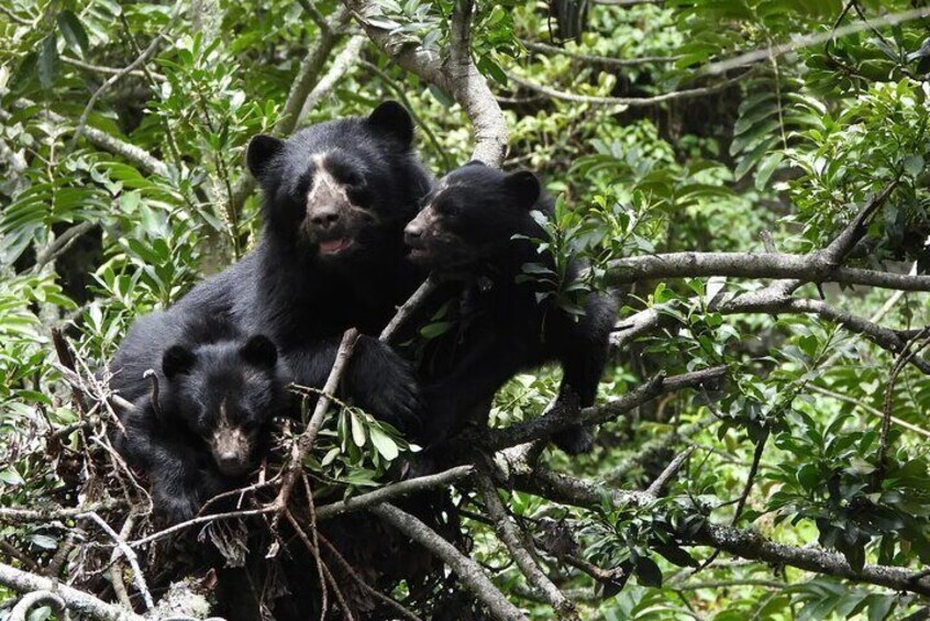 Mother Spectacled Bear with its Cubs