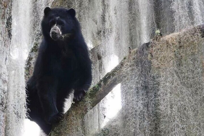 Spectacled Bear in a Branch