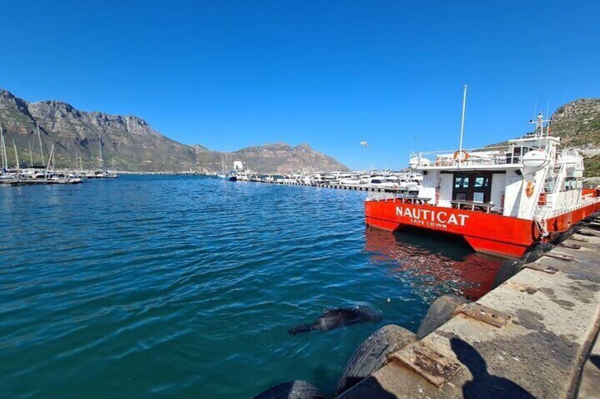 Hout Bay Tour Boat Trip to Seal Island and drive up Chapmans Peak