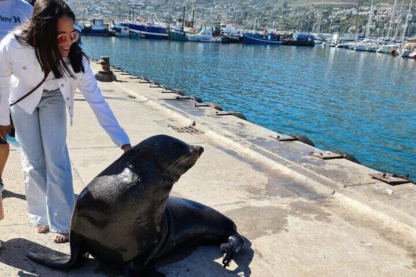 Hout Bay Tour Boat Trip to Seal Island and drive up Chapmans Peak