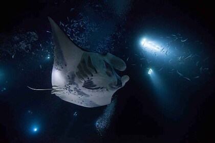 Kailua-Kona: viaje nocturno en barco para observar mantarrayas