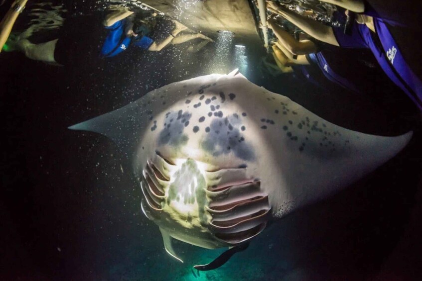 Picture 2 for Activity Kailua-Kona: Manta Ray Watching Nighttime Boat Trip