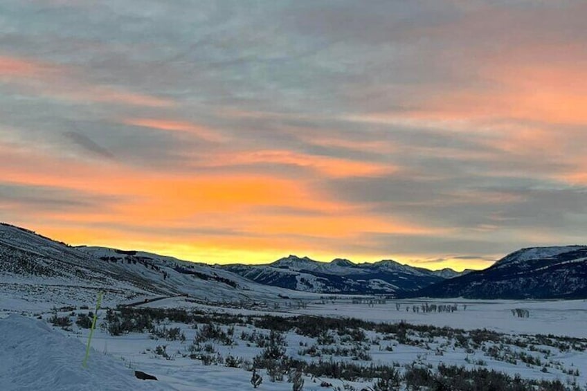 Private/VIP Wildlife Winter Safari of Yellowstone