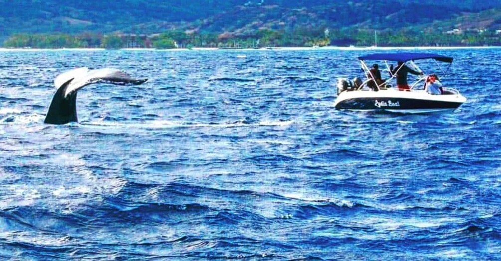 Le morne:Whales and dolphins watching,Swimming with dolphins