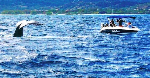 Le morne:Val- och delfinskådning, Simma med delfiner