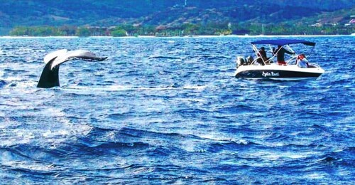 Le Morne: observación de ballenas y delfines, Nadar con delfines