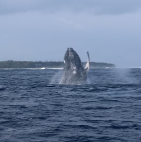 Le morne:Wale und Delfine beobachten, Schwimmen mit Delfinen