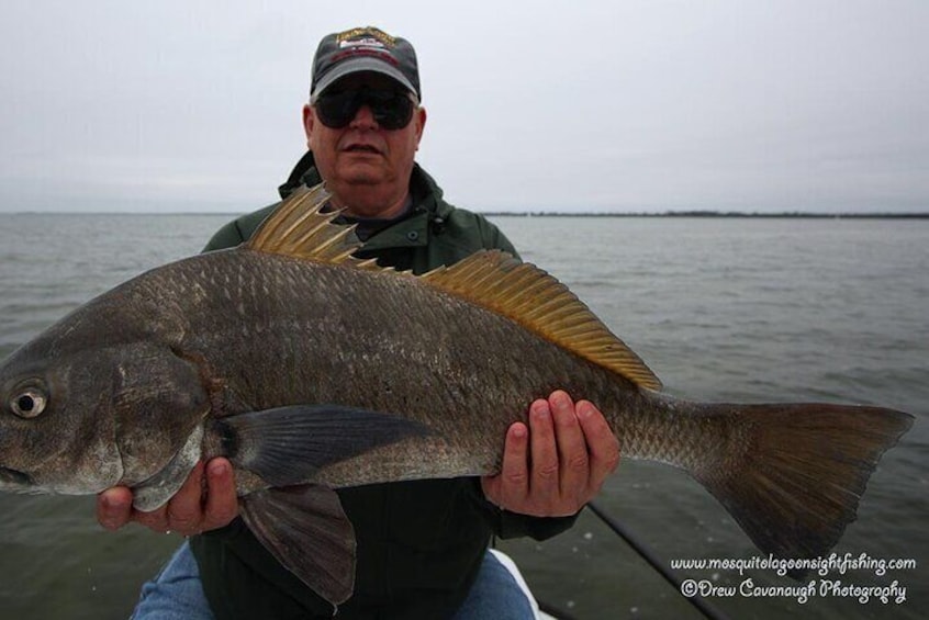 Mosquito Lagoon Black Drum