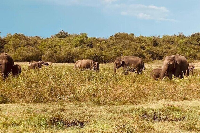 Half Day Private Tour to Udawalawe National Park Jeep Safari