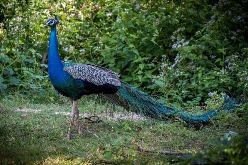 Half Day Private Tour to Udawalawe National Park Jeep Safari