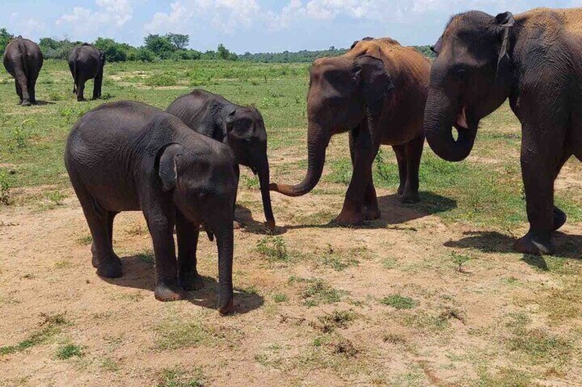 Half Day Private Tour to Udawalawe National Park Jeep Safari