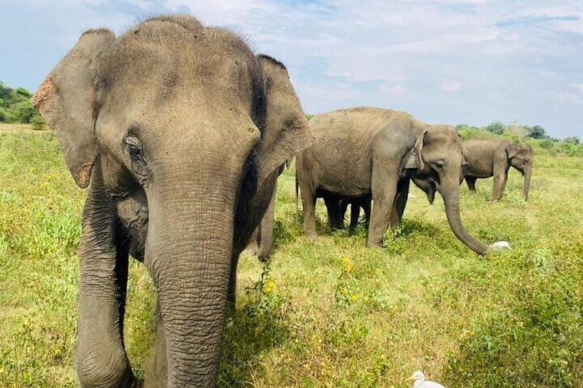 Half Day Private Tour to Udawalawe National Park Jeep Safari