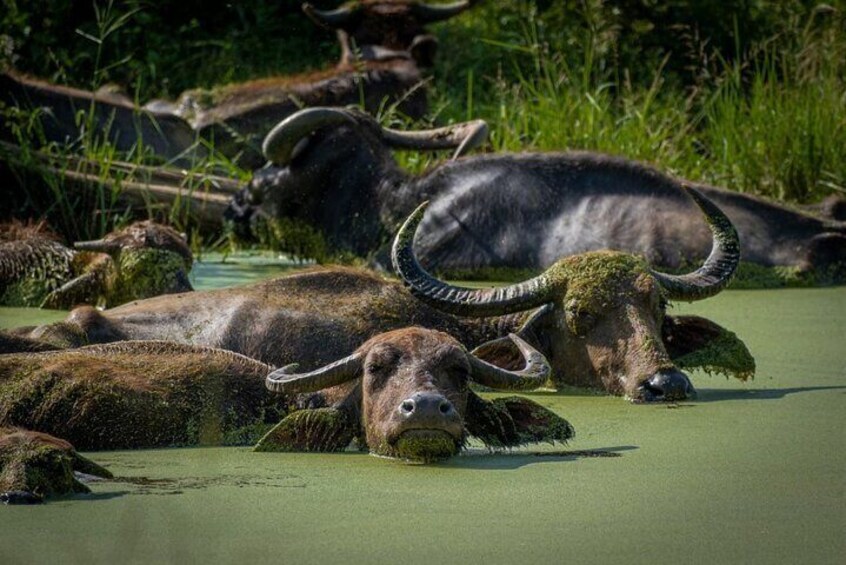 Half Day Private Tour to Udawalawe National Park Jeep Safari