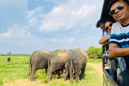 Udawalawe National Park Half Day Jeep Safari (Private Tour)