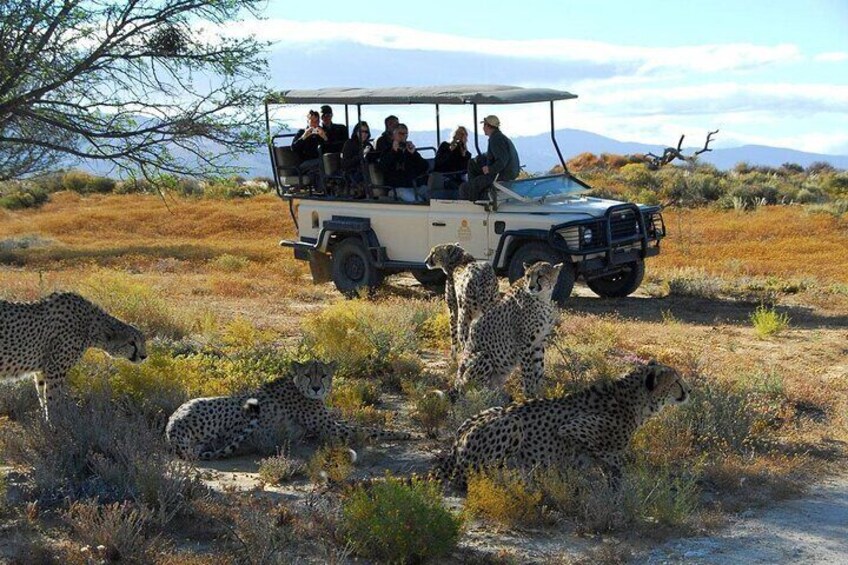 2 Day Inverdoorn Luxury Safari