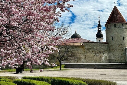 Guided Old Town Tallinn Historical Walking Tour