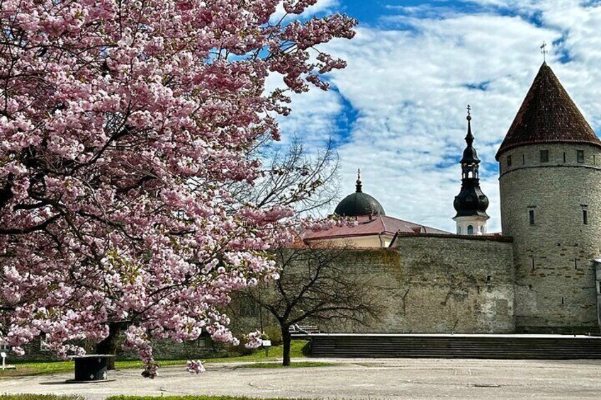 Guided Old Town Tallinn Historical Walking Tour