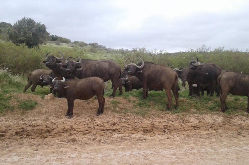 Full Day Addo Elephant National Park Safari wit BBQ:Thentic Tours