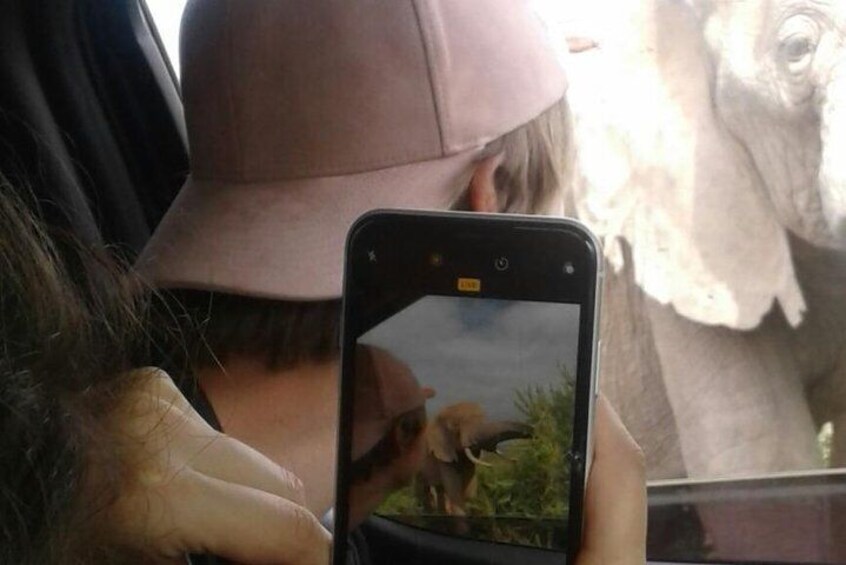 Upclose sighting of an Addo Elephant Bull