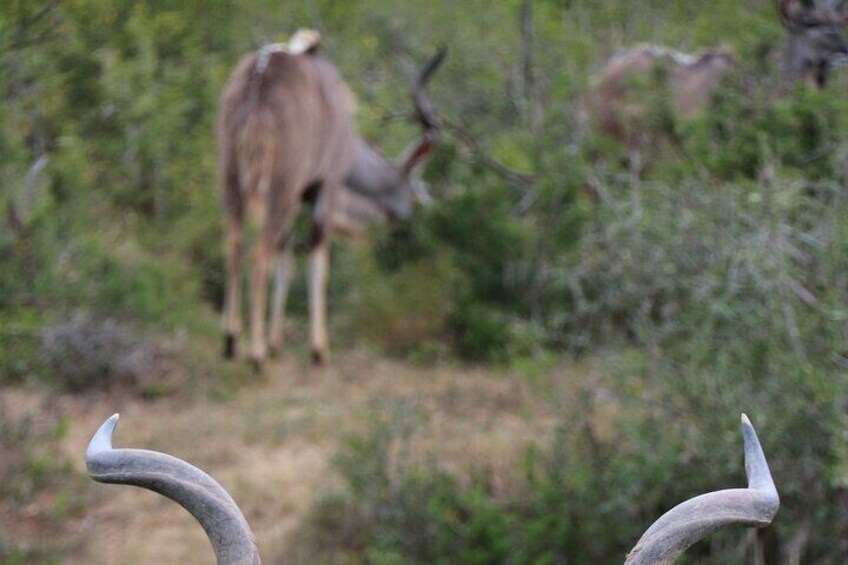 Full Day Addo Elephant National Park Safari wit BBQ:Thentic Tours