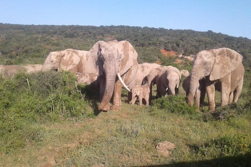 Addo Elephants