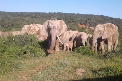 Full Day Addo Elephant National Park Safari wit BBQ:Thentic Tours