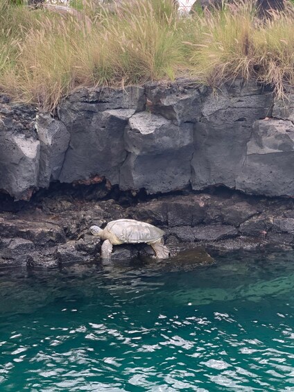 Picture 5 for Activity Kailua-Kona: Captain Cook Reef Catamaran Day Trip with Lunch