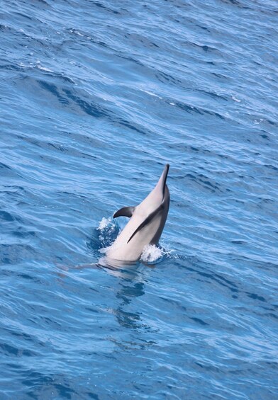 Picture 1 for Activity Kailua-Kona: Captain Cook Reef Catamaran Day Trip with Lunch