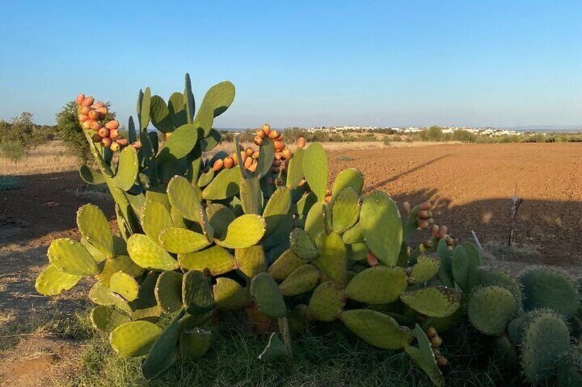 Landscape around Outeiro Menir, Portugal