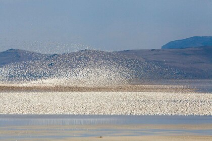 Salt Lake City: Great Salt Lake Wildlife & Sunset Experience