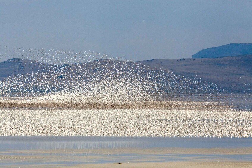 Picture 10 for Activity Salt Lake City: Great Salt Lake Wildlife & Sunset Experience